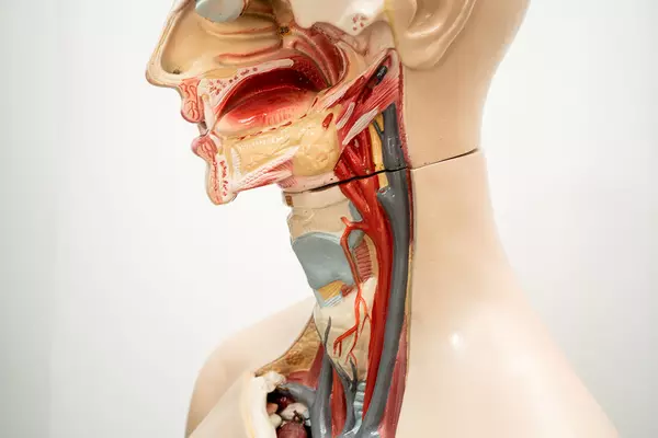 Zapraszamy na bezpłatne badania laryngologiczne